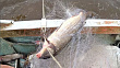 В озеро Ханка выпустили свыше полутонны изъятой у браконьеров рыбы 